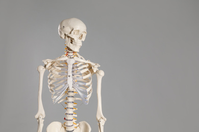 Photo of Artificial human skeleton model on grey background. Space for text