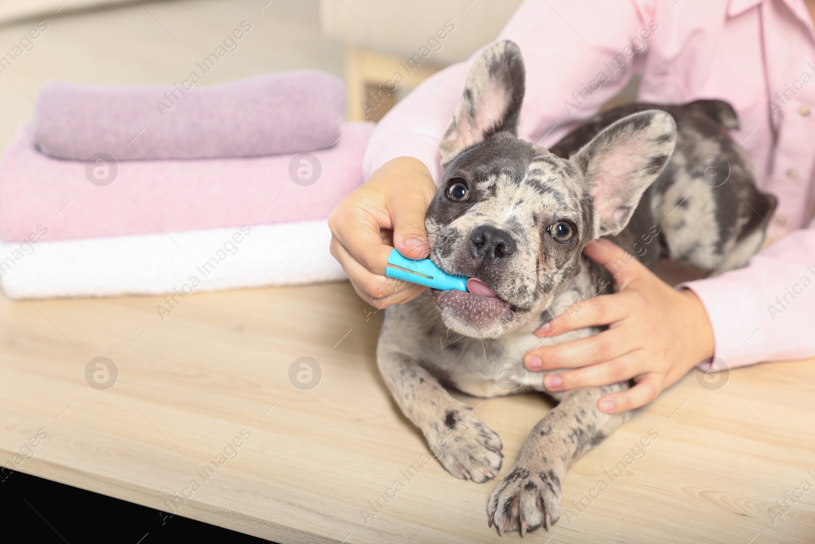 Photo of Woman brushing dog's teeth at table indoors, closeup