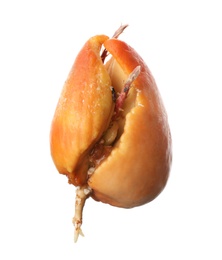 Avocado pit with sprouts and root on white background