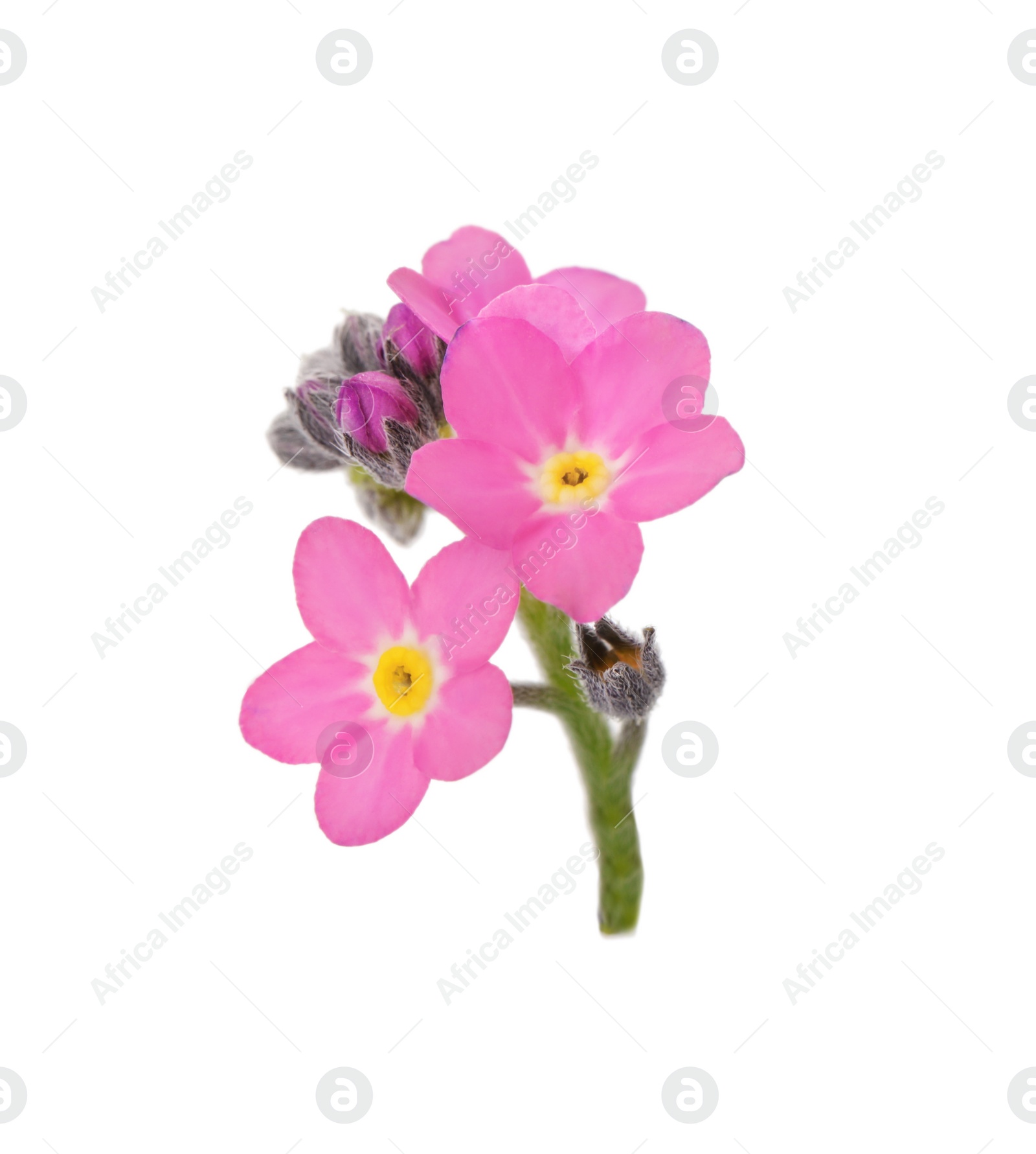 Photo of Delicate pink Forget-me-not flowers on white background