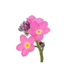Photo of Delicate pink Forget-me-not flowers on white background