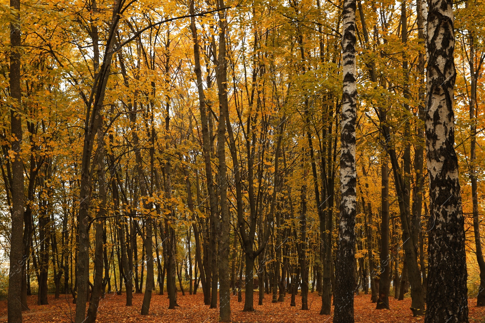 Photo of Beautiful view of forest on autumn day