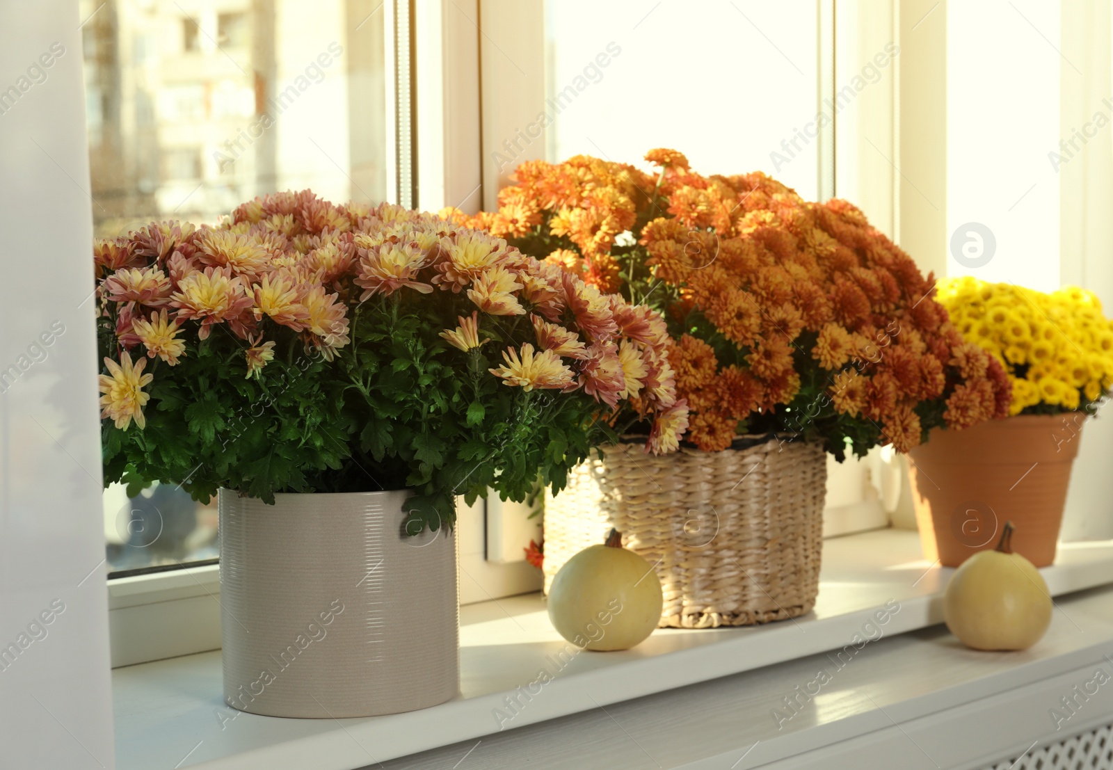 Photo of Beautiful potted chrysanthemum flowers and pumpkins on windowsill indoors