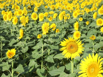 Beautiful sunflowers growing in field on sunny day