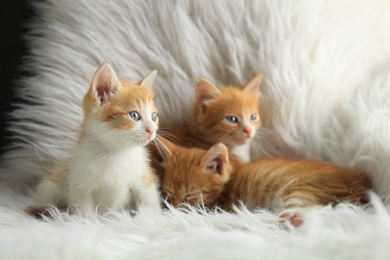 Photo of Cute little kittens on white furry blanket at home