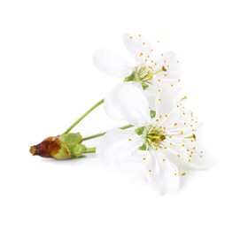 Beautiful spring tree blossoms isolated on white