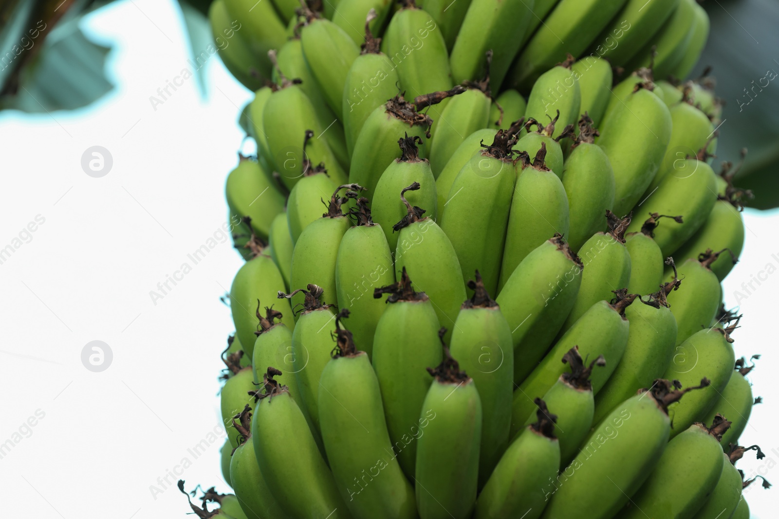 Photo of Unripe bananas growing on tree outdoors, low angle view. Space for text