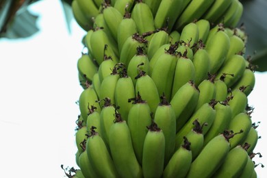 Photo of Unripe bananas growing on tree outdoors, low angle view. Space for text