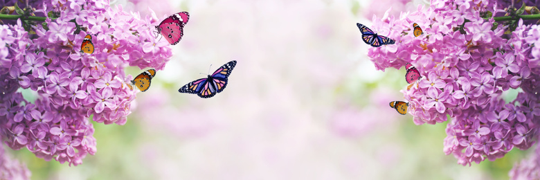 Image of Beautiful blossoming lilac shrubs and amazing butterflies outdoors, space for text. Banner design