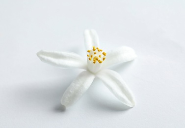 Beautiful blooming citrus flower on white background