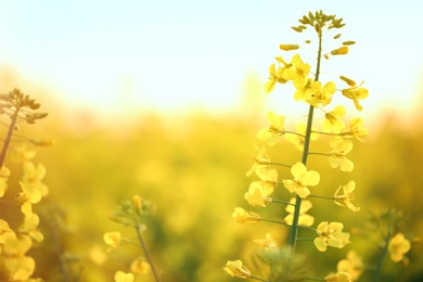 Photo of Blossoming yellow flowers in field on spring morning, closeup