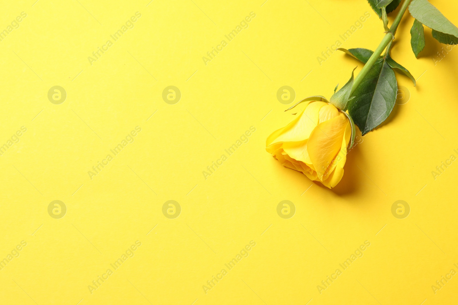 Photo of Beautiful fresh rose on yellow background, top view. Space for text