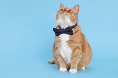 Cute cat with bow tie on light blue background