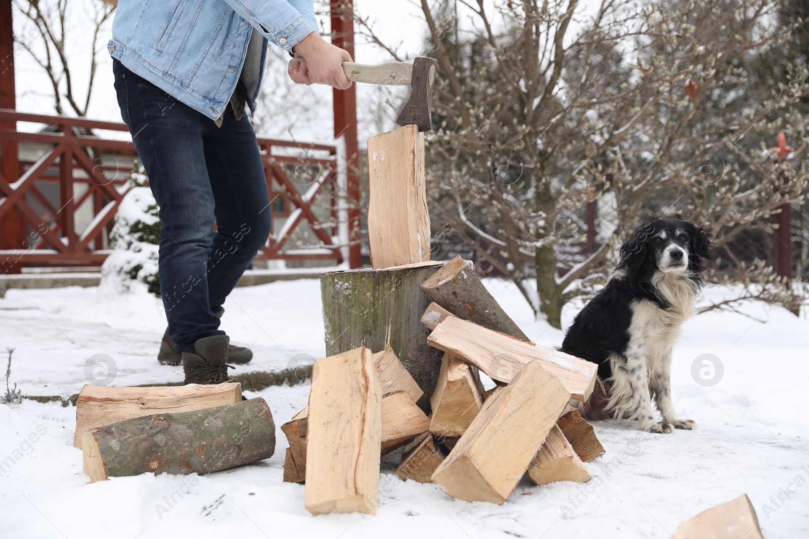 Photo of Man chopping wood with axe next to cute dog outdoors on winter day, closeup