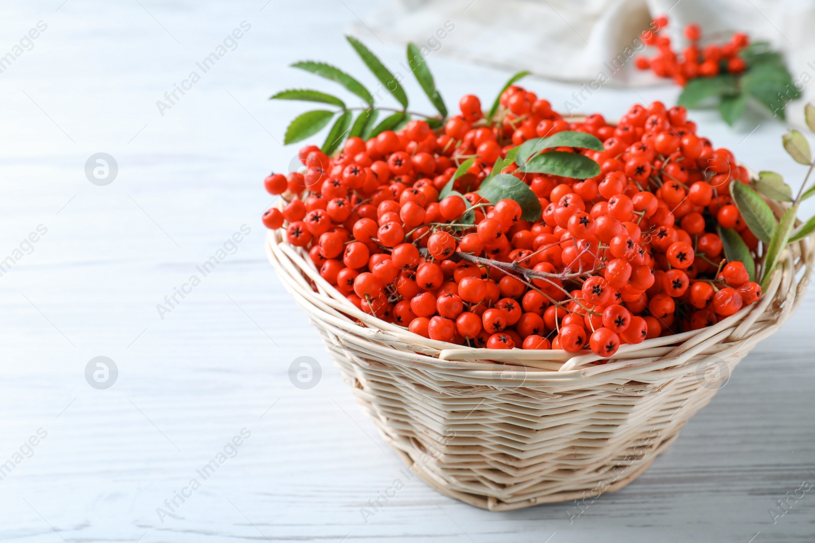 Photo of Fresh ripe rowan berries and leaves in wicker basket on white wooden table. Space for text