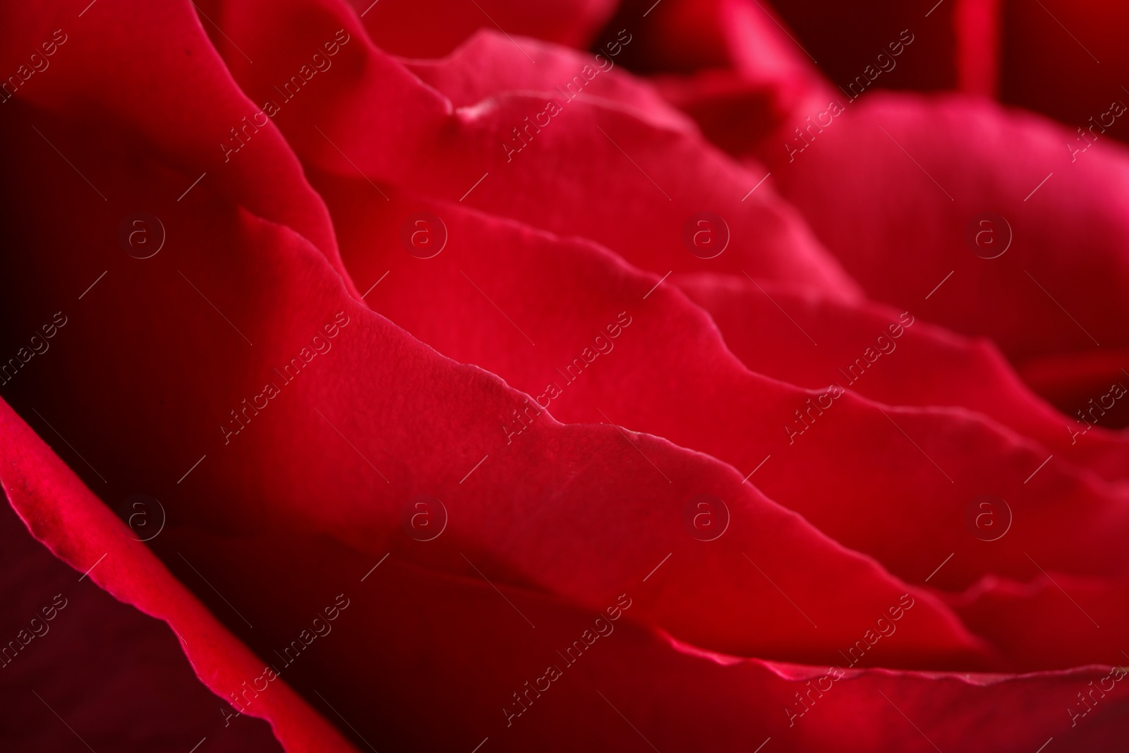 Photo of Closeup view of beautiful blooming rose as background. Floral decor