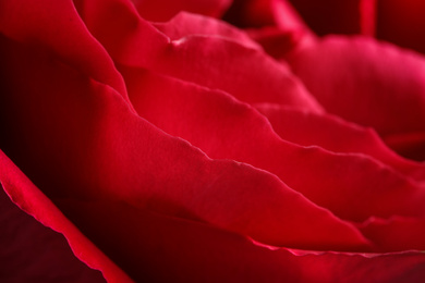 Photo of Closeup view of beautiful blooming rose as background. Floral decor