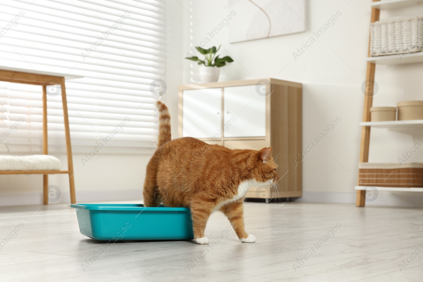 Photo of Cute ginger cat near litter box at home