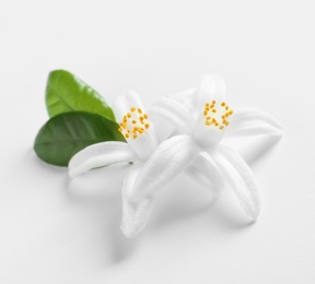 Photo of Beautiful blooming citrus flowers and leaves on white background