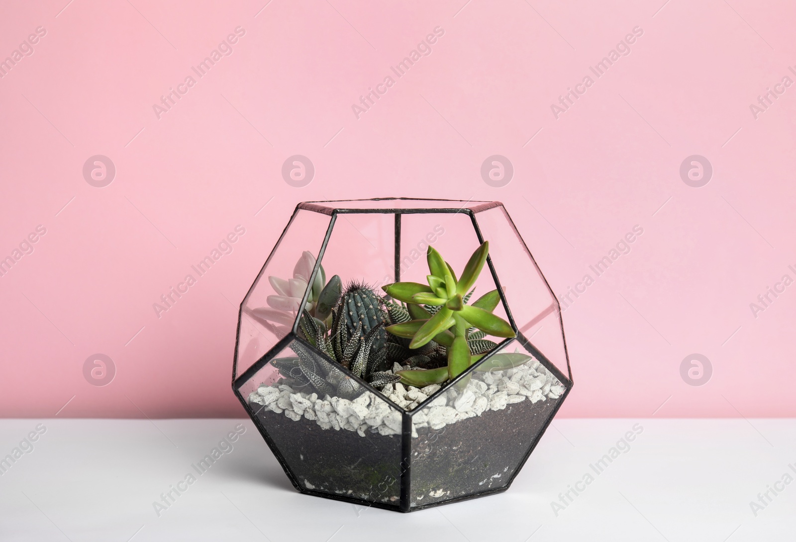 Photo of Glass florarium with different succulents on table against color background