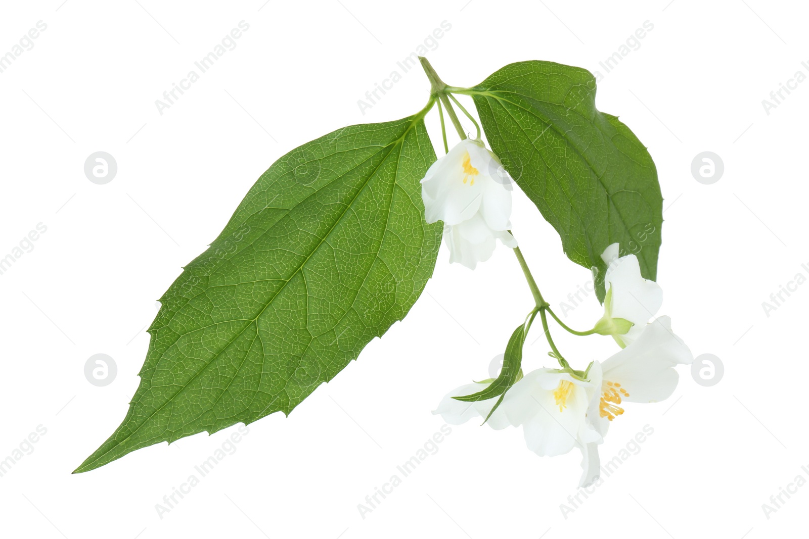 Photo of Branch of jasmine flowers and leaves isolated on white