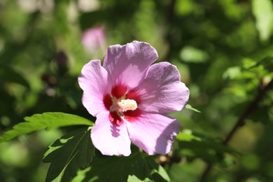 Photo of Beautiful hibiscus flower growing outdoors, closeup view