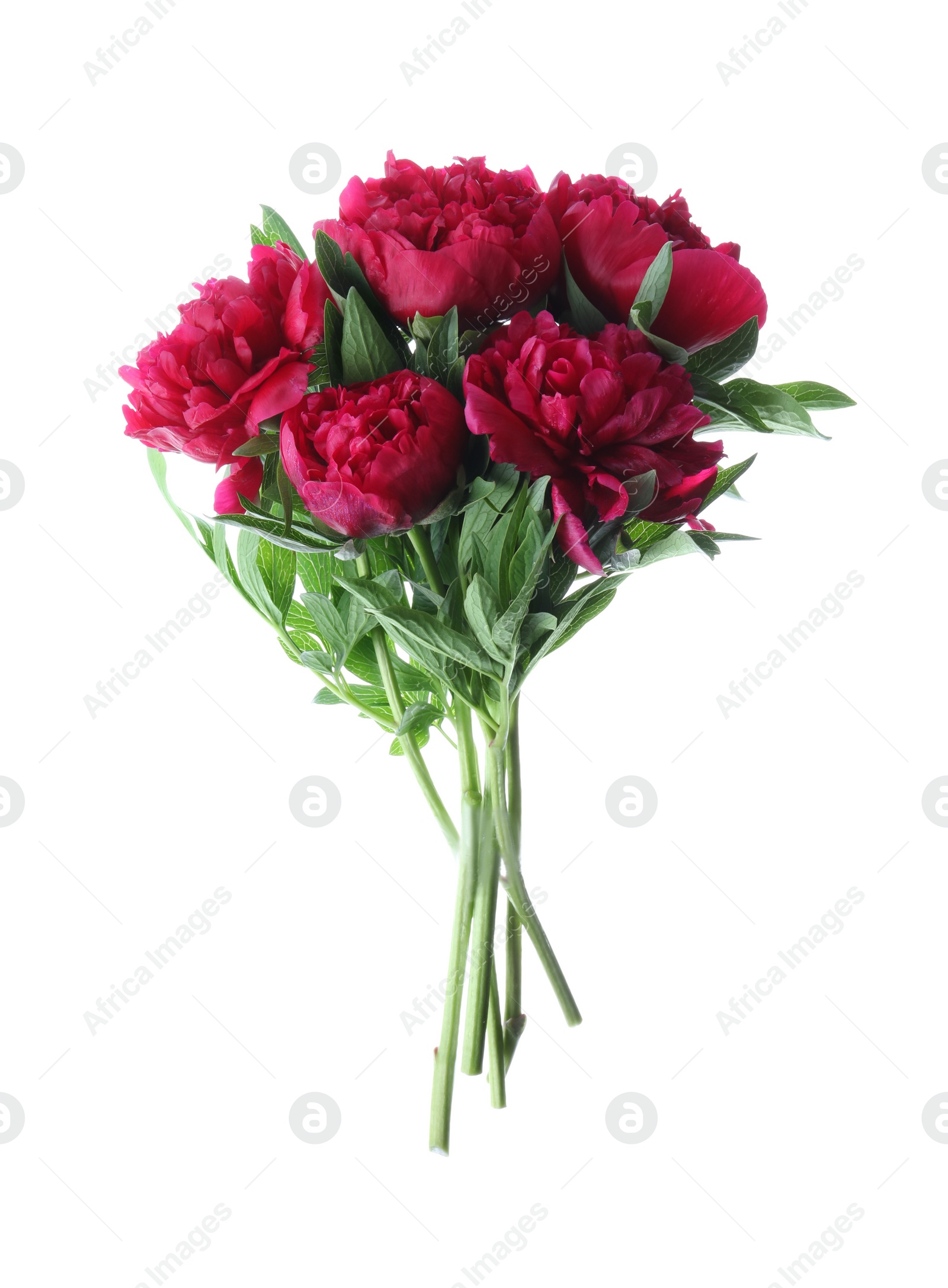 Photo of Bouquet of beautiful red peonies isolated on white