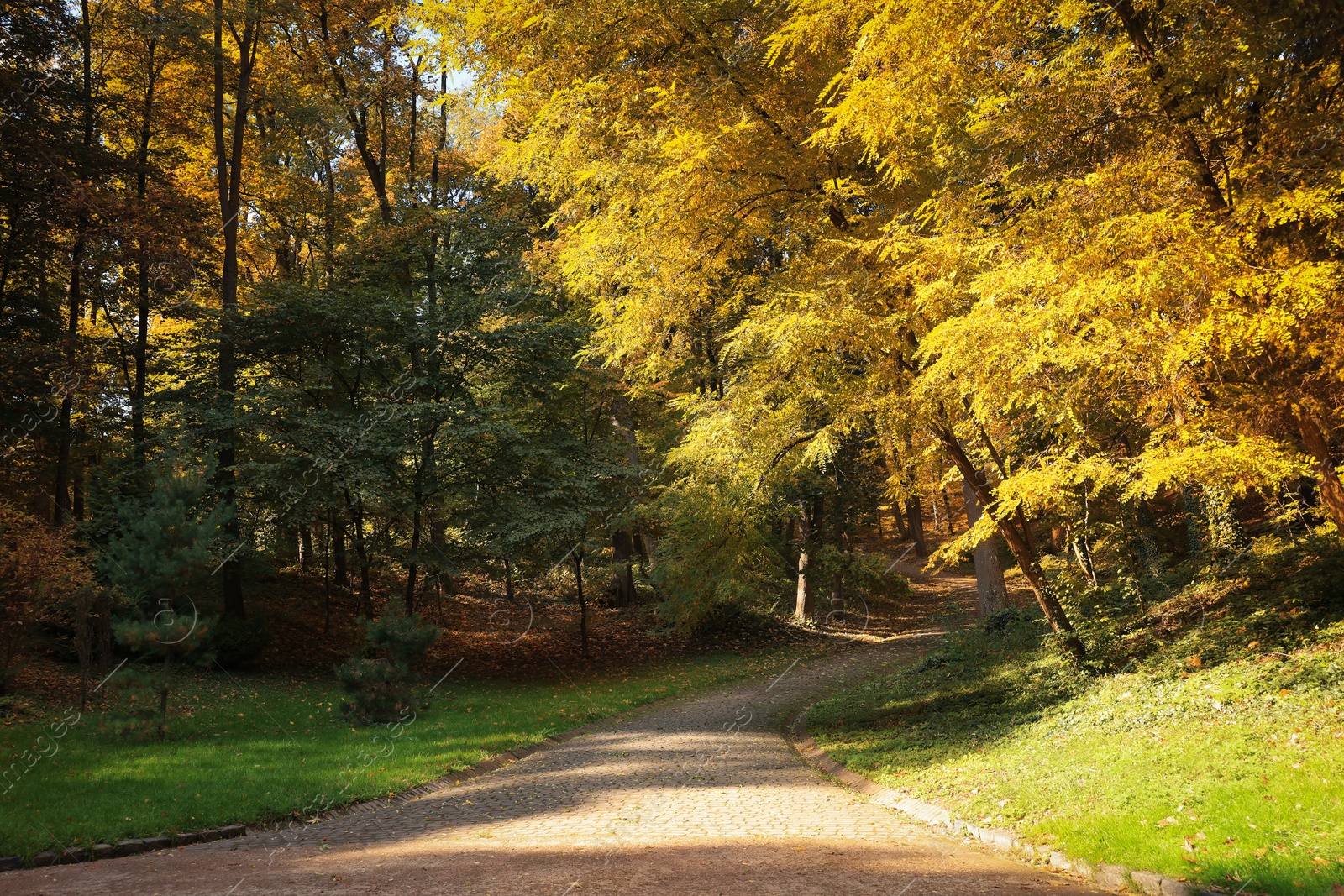 Photo of Pathway, fallen leaves and trees in beautiful park on autumn day