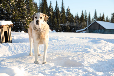 Photo of Cute dog outdoors on snowy winter day. Funny pet