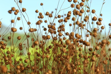 Photo of Beautiful dry flax plants against blurred background, closeup