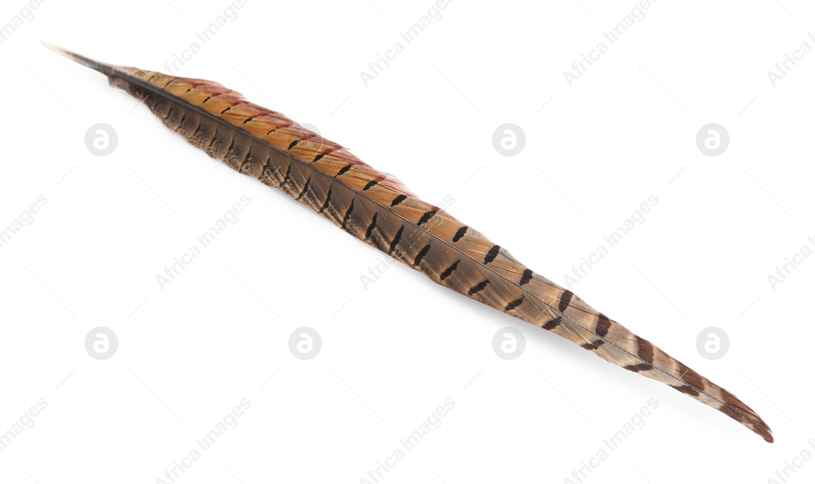 Photo of Beautiful brown bird feather isolated on white