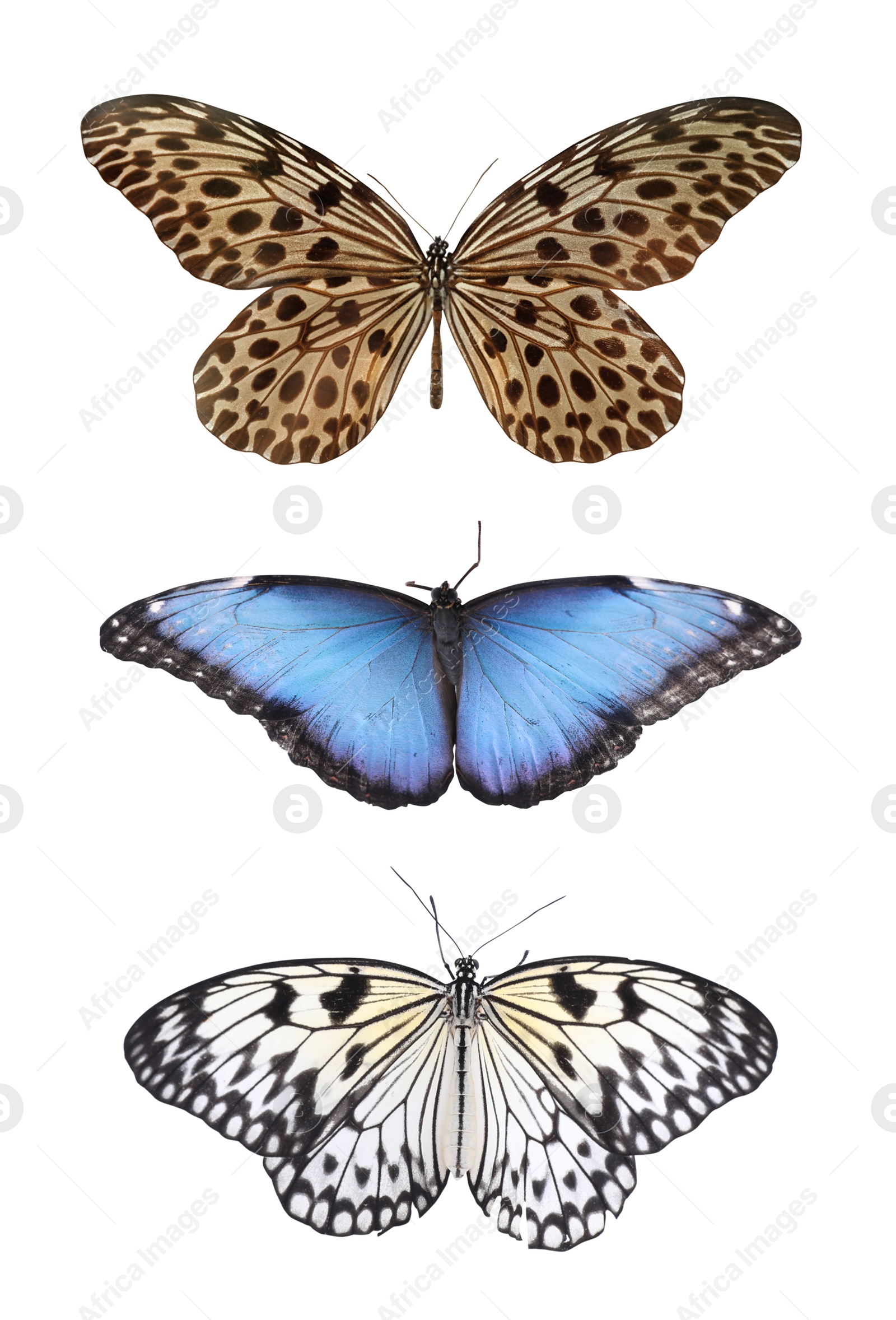 Image of Set of beautiful butterflies on white background