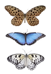 Image of Set of beautiful butterflies on white background