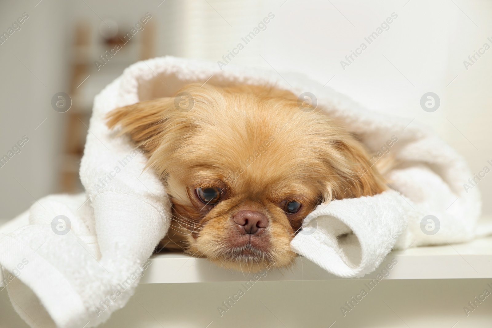 Photo of Cute Pekingese dog with towel in bathroom. Pet hygiene