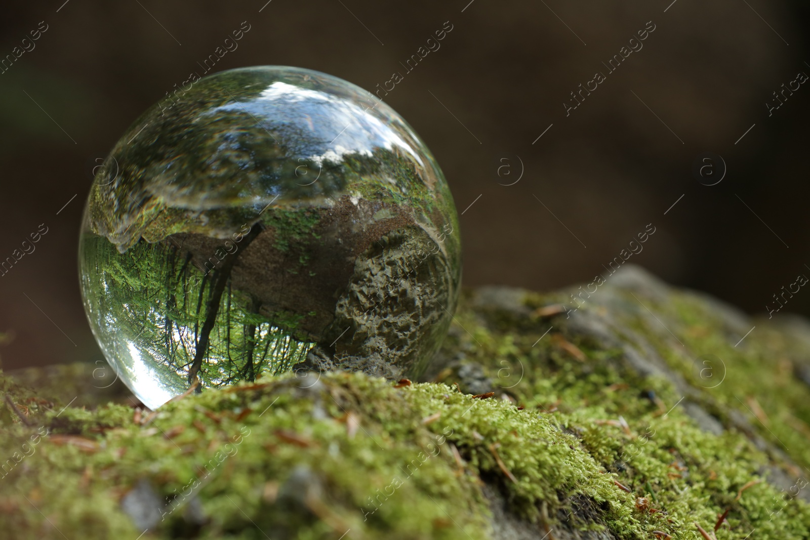 Photo of Beautiful forest with green trees, overturned reflection. Crystal ball on stone surface with moss outdoors. Space for text