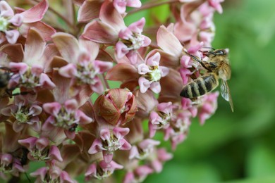 Photo of Honeybee collecting nectar from beautiful flowers outdoors, closeup