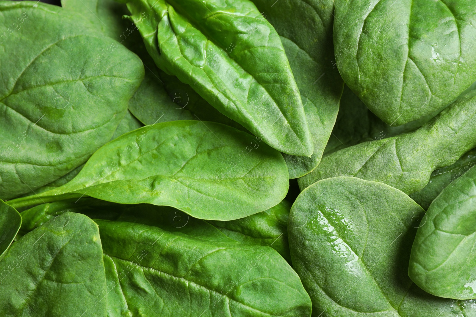 Photo of Fresh green healthy spinach as background, closeup view