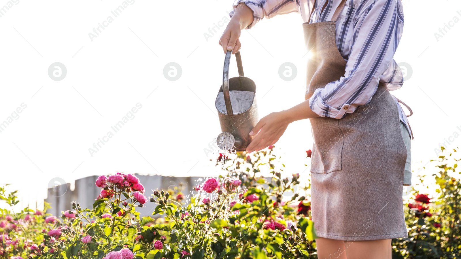 Photo of Closeup view of woman watering rose bushes outdoors. Gardening tool