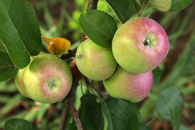 Photo of Apples and leaves on tree branch in garden, closeup
