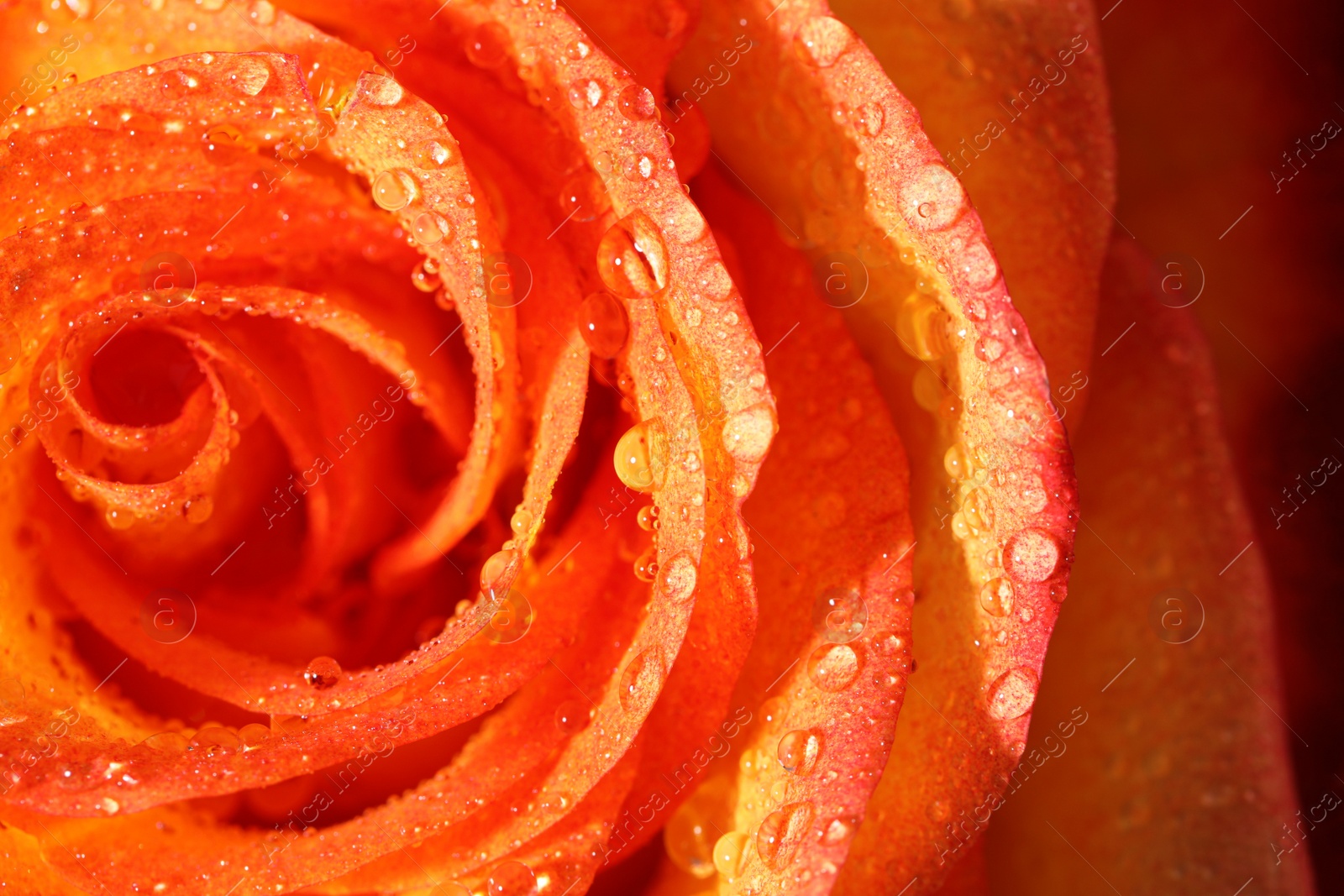 Photo of Closeup view of beautiful blooming rose with dew drops as background