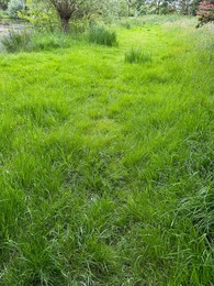 Photo of Fresh green grass growing outdoors on spring day