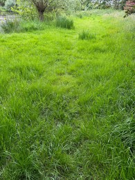 Fresh green grass growing outdoors on spring day