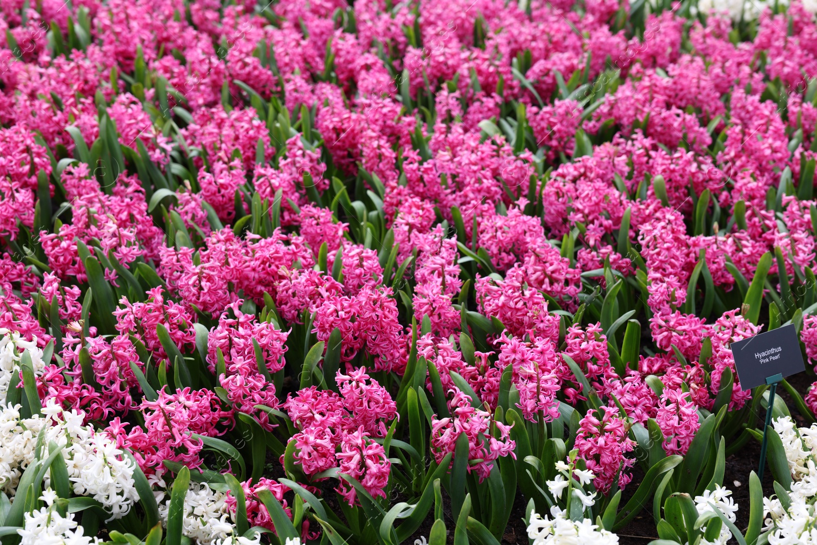 Photo of Beautiful white and pink hyacinth flowers growing outdoors