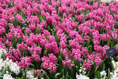 Photo of Beautiful white and pink hyacinth flowers growing outdoors
