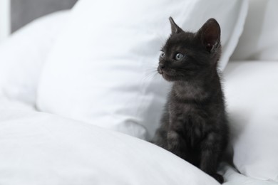Photo of Cute fluffy kitten on bed indoors, space for text. Baby animal