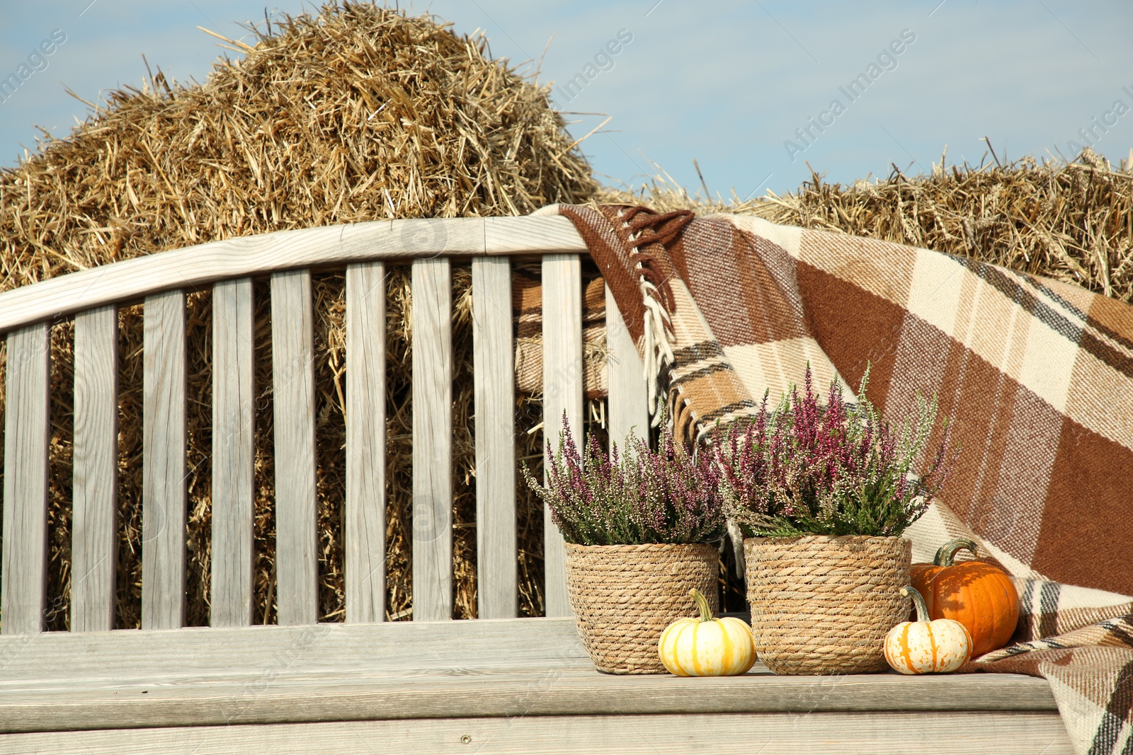 Photo of Beautiful composition with heather flowers in pots and pumpkins on wooden bench outdoors, space for text