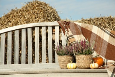 Beautiful composition with heather flowers in pots and pumpkins on wooden bench outdoors, space for text