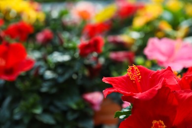 Beautiful red hibiscus flowers on blurred background, closeup. Space for text