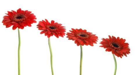 Image of Set of beautiful red gerbera flowers on white background