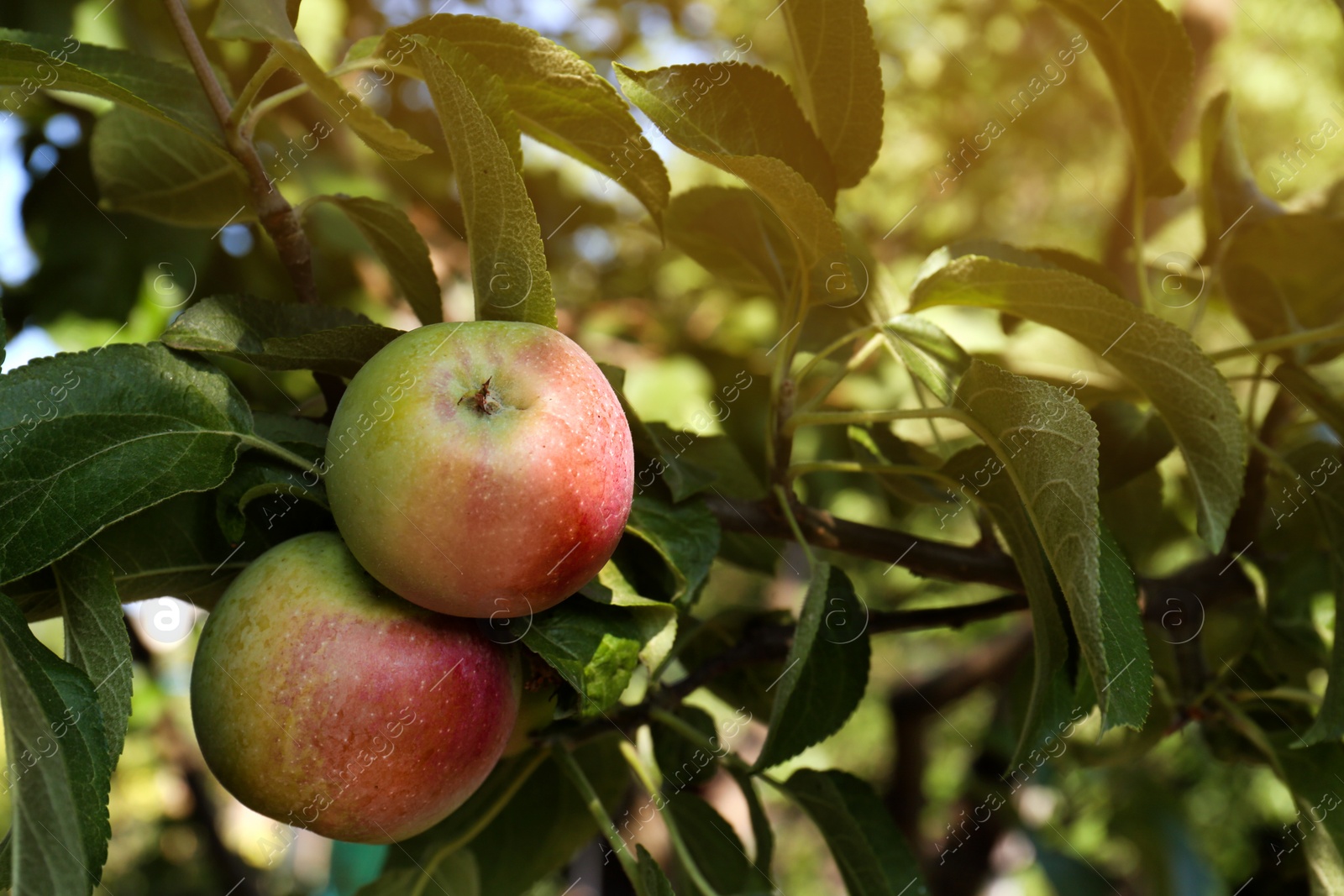 Photo of Apple tree with fresh and ripe fruits on sunny day, closeup